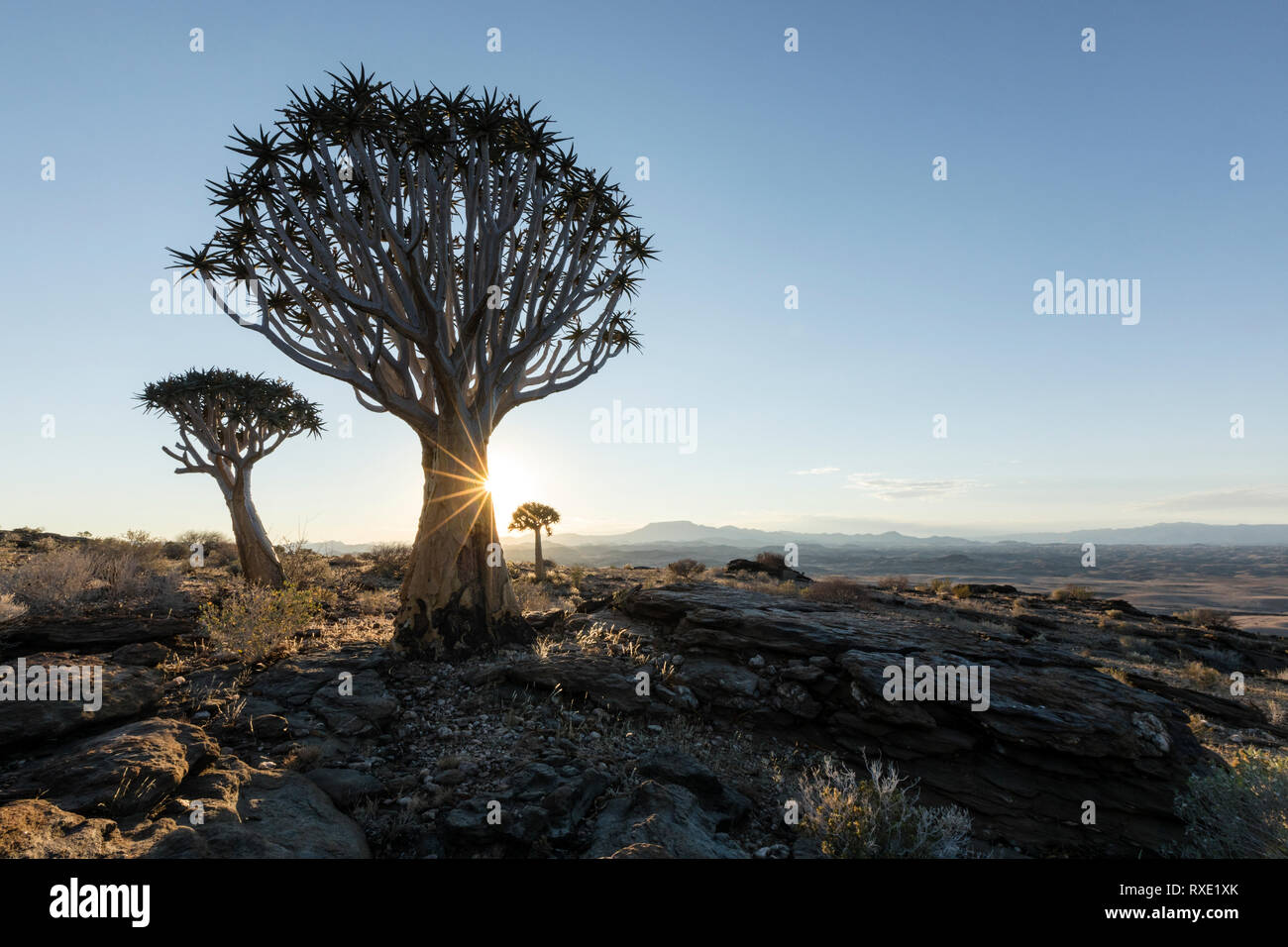 A Quiver tree or Kokerboom on a hill in Namibia. Stock Photo