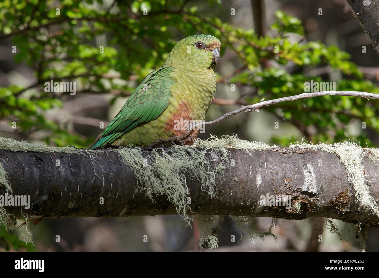 Austral Parakeet (Enicognathus ferrugineus) perched on a branch in Chile. Stock Photo