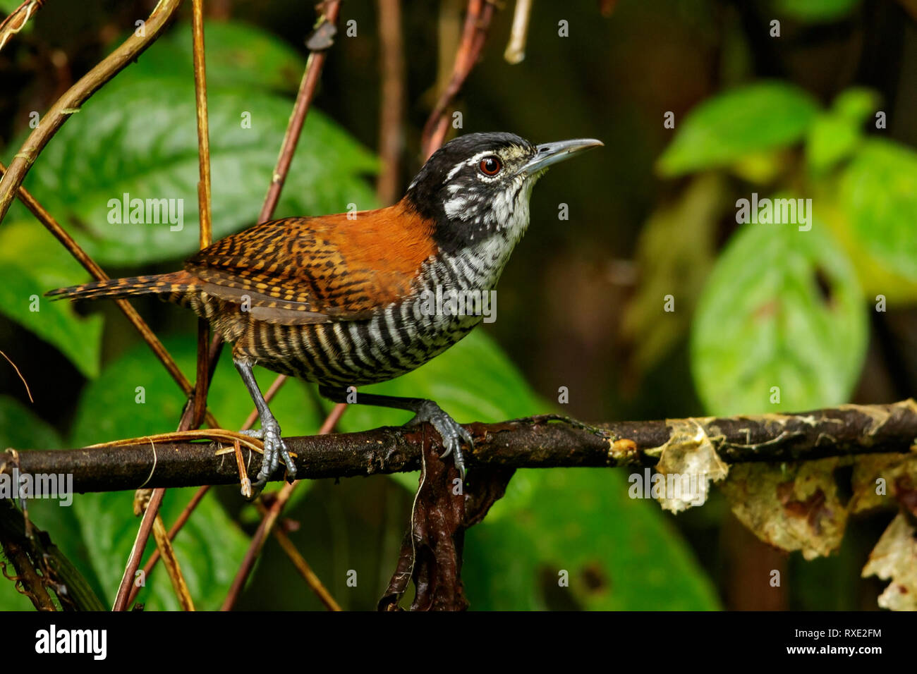 Bay Wren (Thryothorus nigricapillus) perched on a branch in the Andes mountains of Colombia. Stock Photo