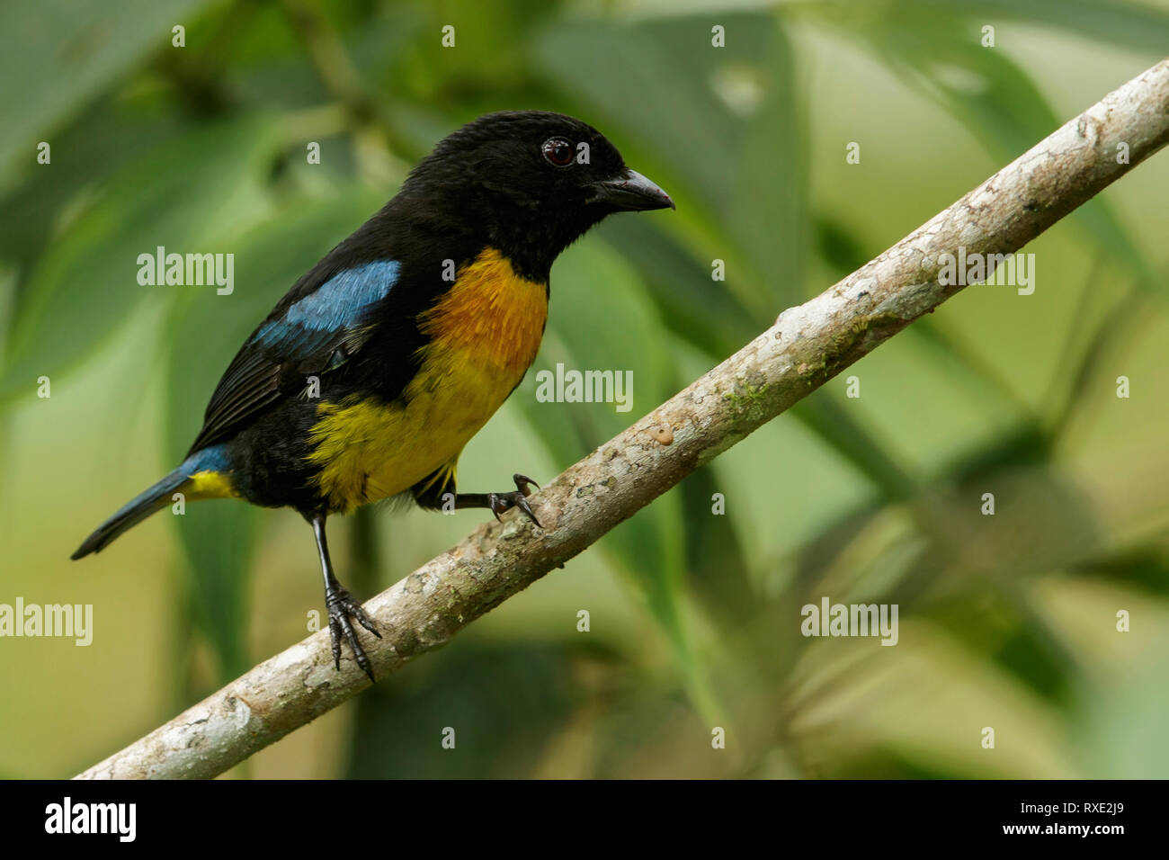Black-and-Gold Tanager (Bangsia melanochlamys) perched on a branch in the Andes mountains in Colombia. Stock Photo