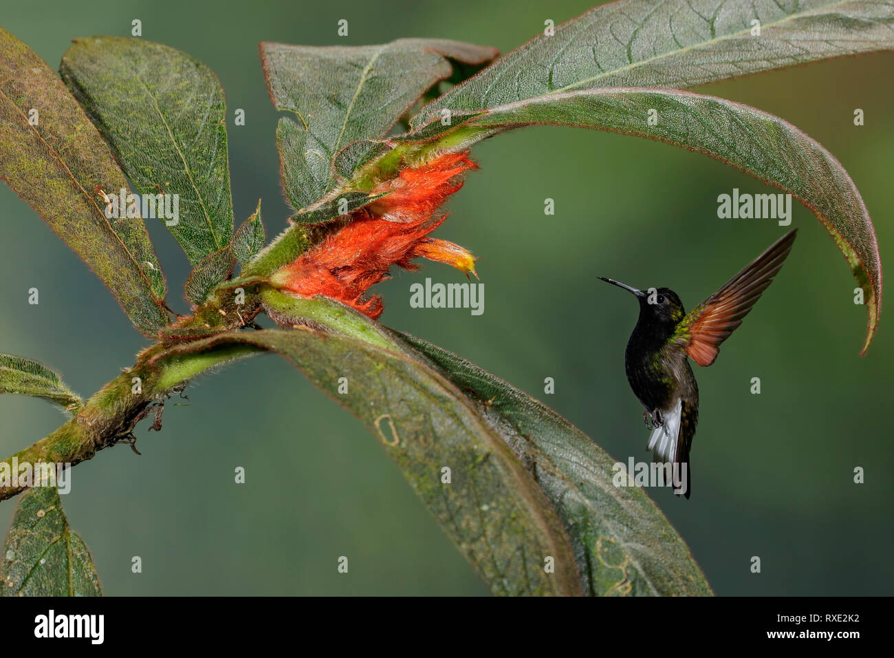 Black-bellied Hummingbird (Eupherusa nigriventris)  feeding at a tropical flower in Costa Rica. Stock Photo