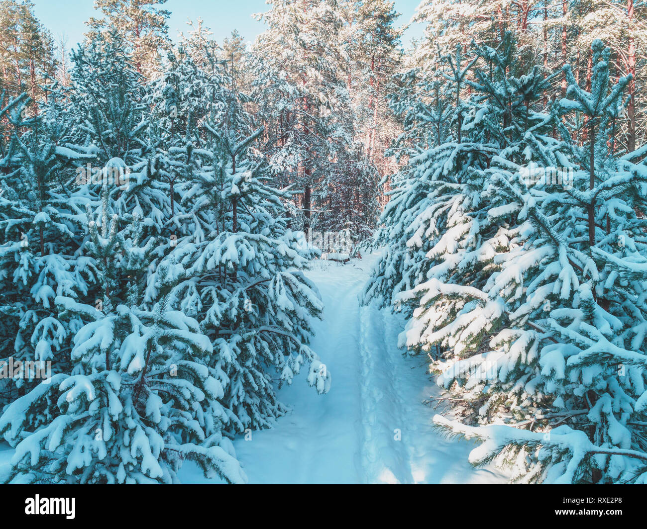 Download Nature Winter Background Snowy Forest Pine Trees Covered With Snow Winter Nature Christmas Background Stock Photo Alamy PSD Mockup Templates