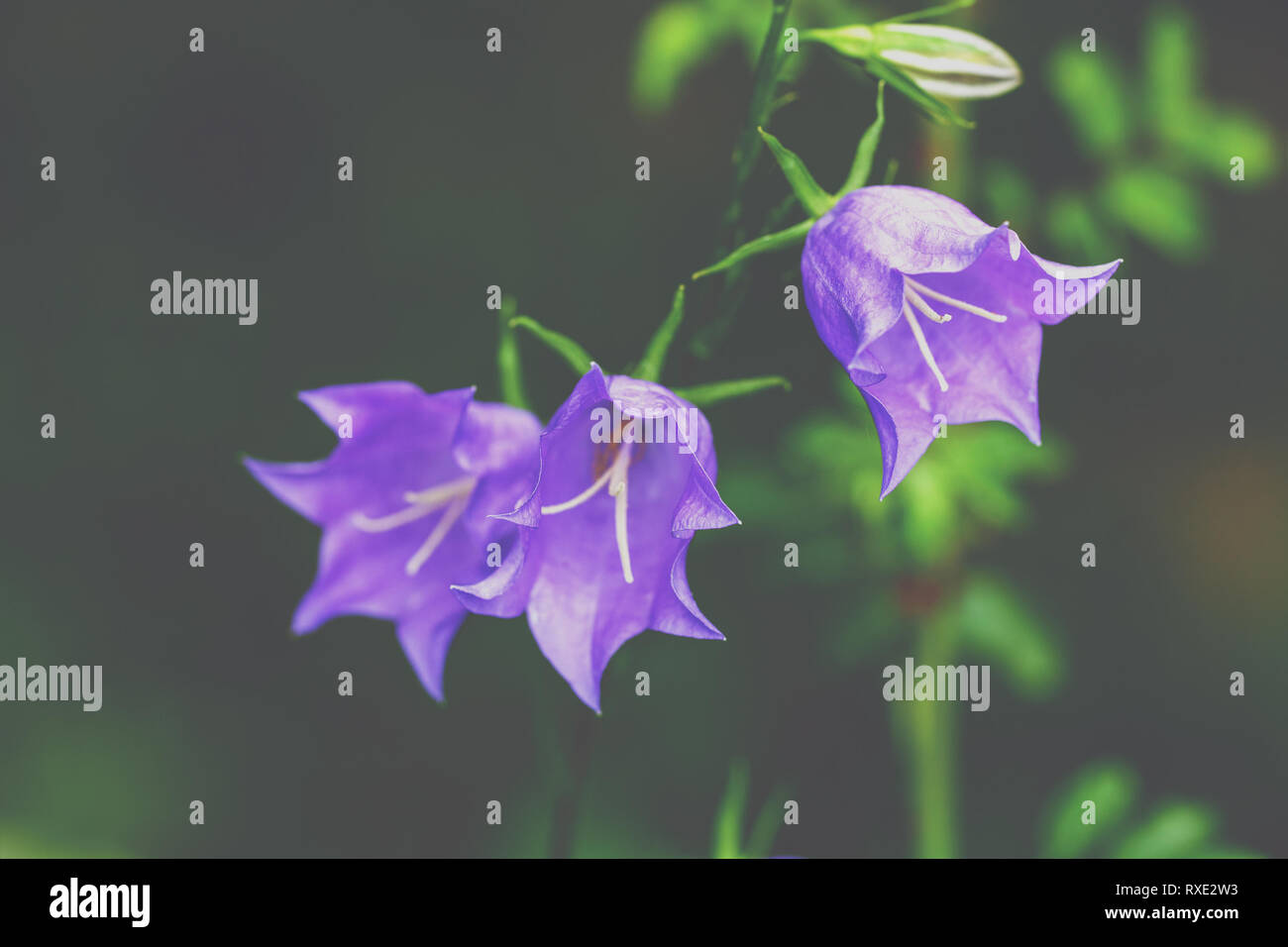 Blue Bell Flowers Photos - Free Vector n Clip Art