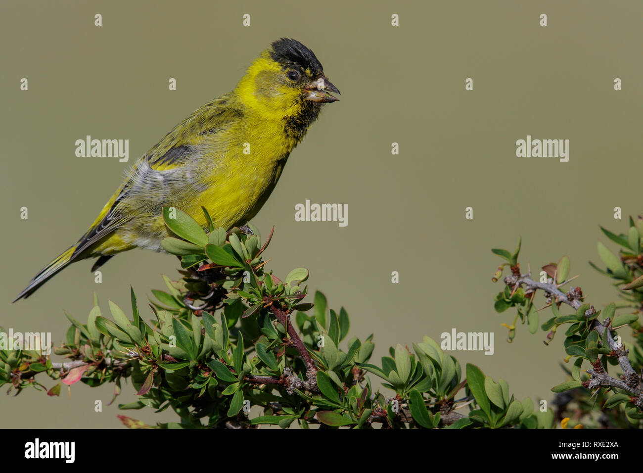Black-chinned Siskin (Spinus barbatus) perched on a branch in Chile. Stock Photo