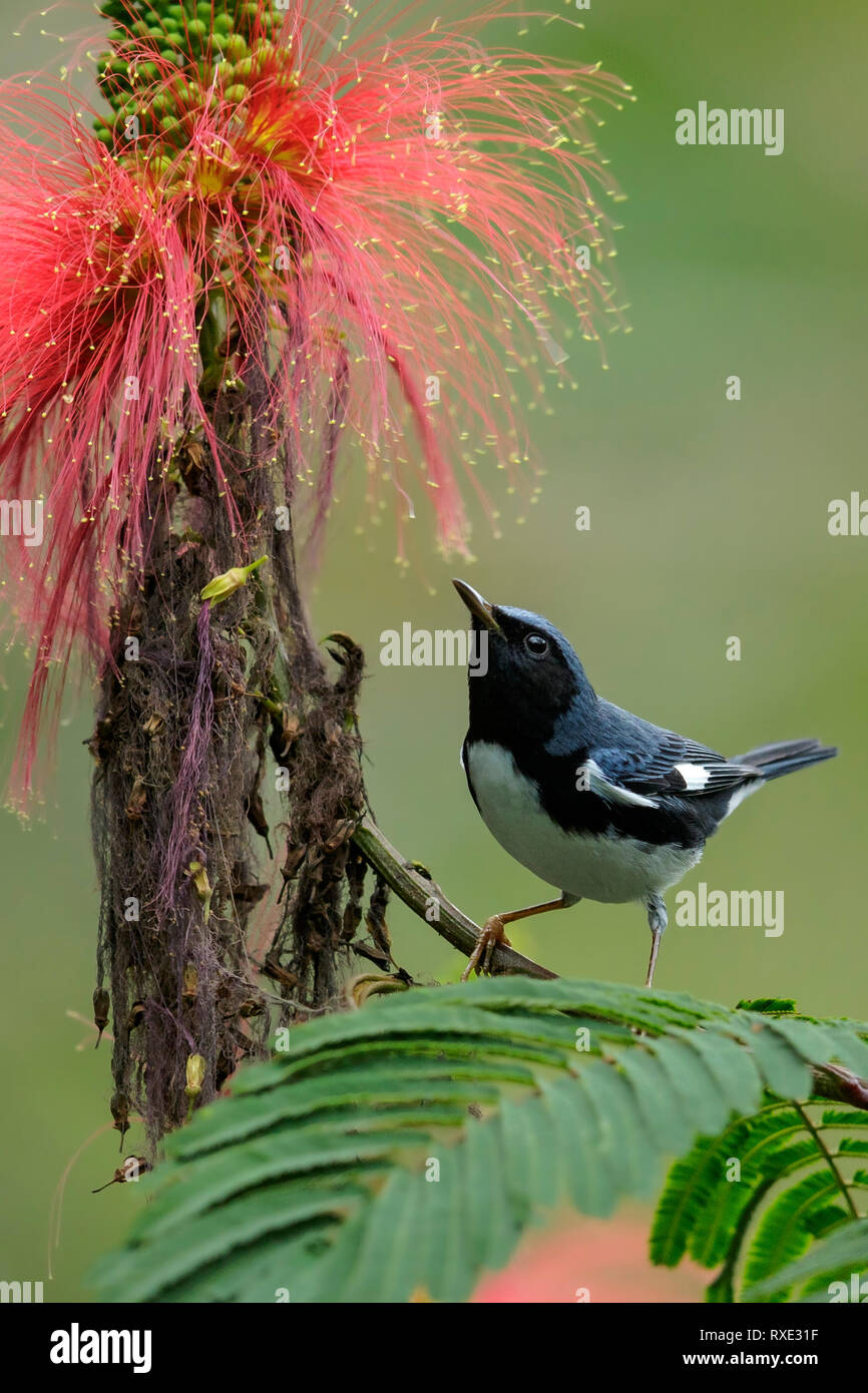 Black-throated Blue Warbler (Dendroica caerulescens) perched on a branch in Jamaica in the Caribbean. Stock Photo