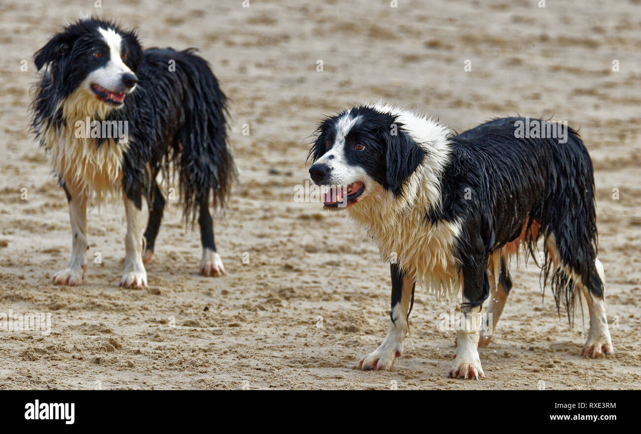 Border collies playing on the beach Stock Photo