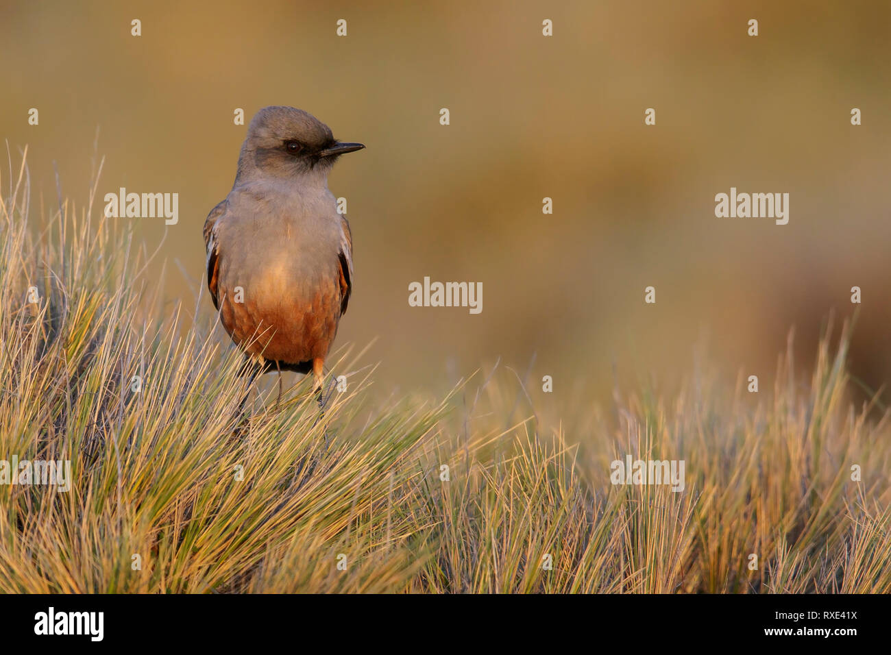 Chocolate-vented Tyrant (Neoxolmis rufiventris) perched on a grassy clump in Patagonia. Stock Photo