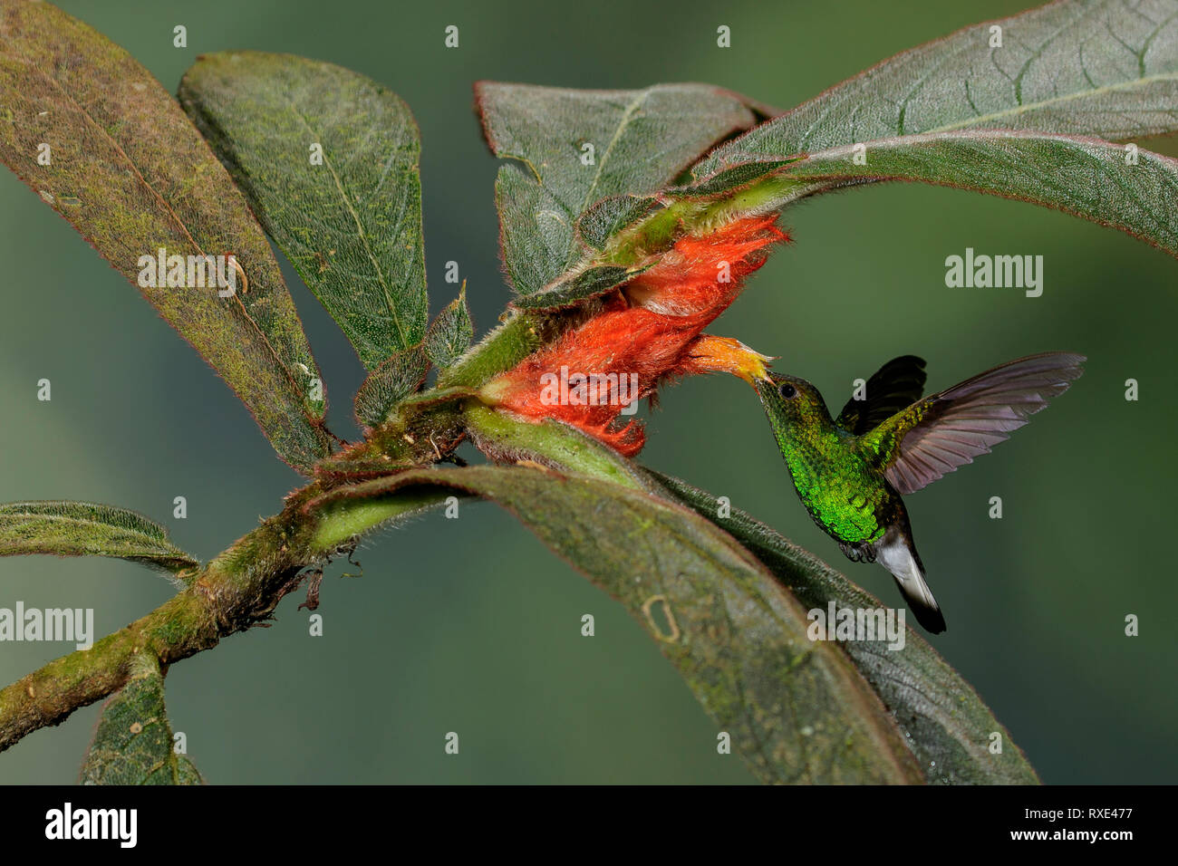 Coppery-headed Emerald (Elvira cupreiceps)  feeding at a tropical flower in Costa Rica. Stock Photo