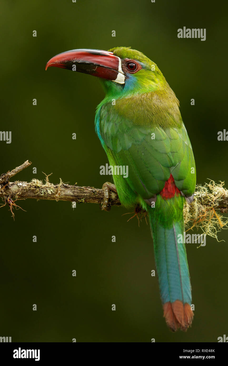 Crimson-rumped Toucanet (Aulacorhynchus haematopygus) perched on a branch in the Andes mountains of Colombia. Stock Photo