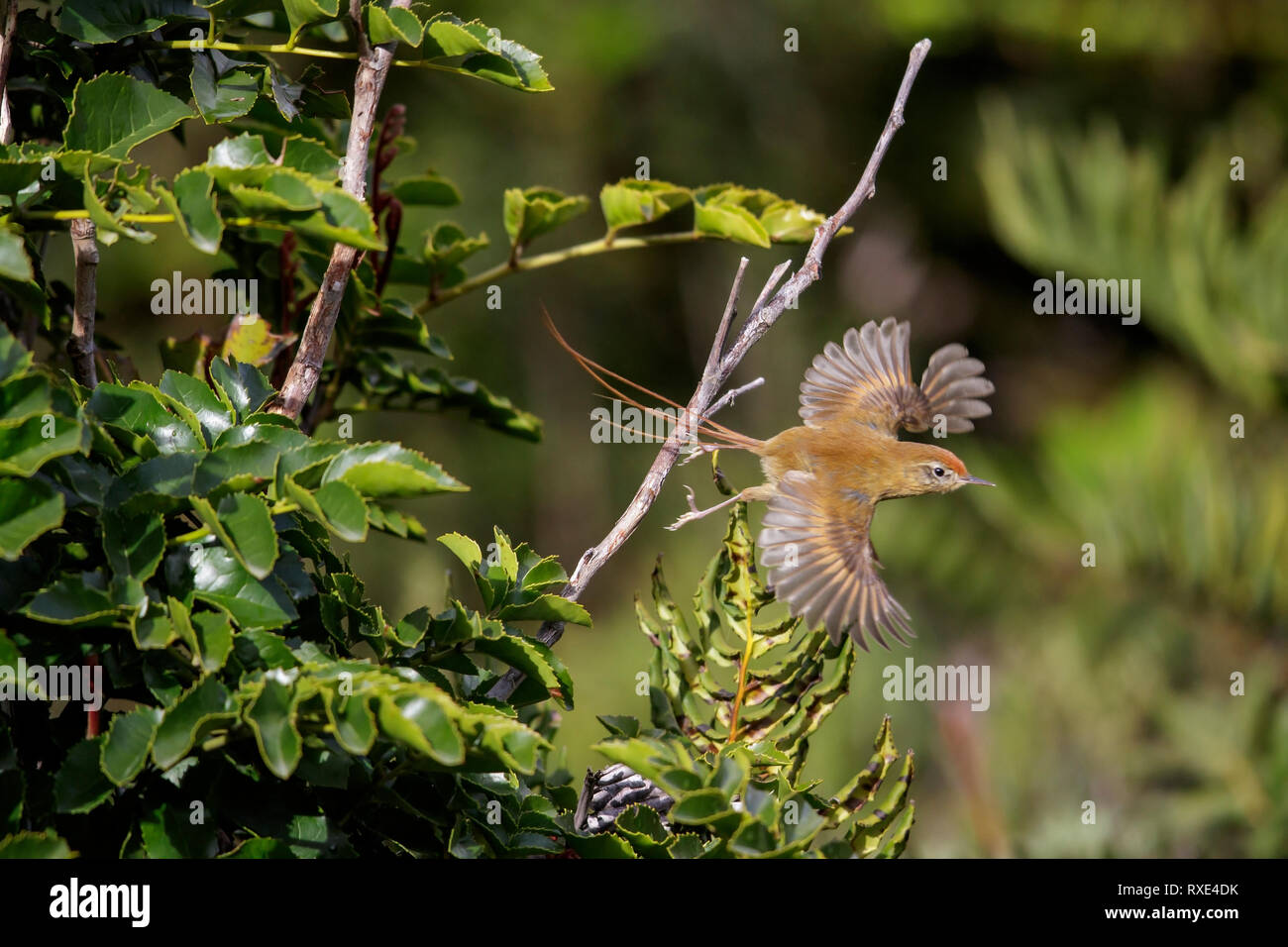 Des Murs's Wiretail (Sylviorthorhynchus desmursii) perched on a branch in Chile. Stock Photo