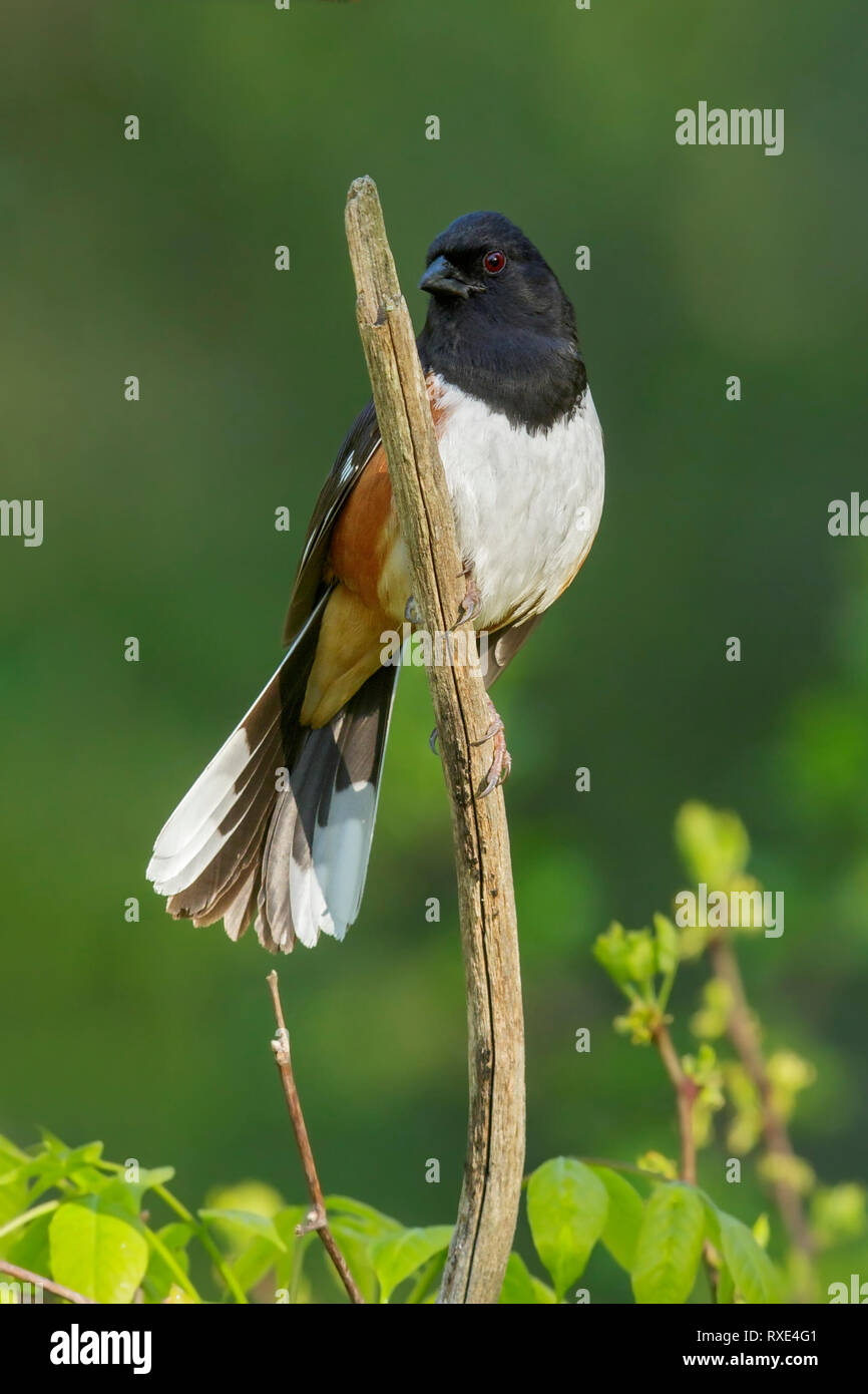 Eastern Towee (Pipilo erythrophthalmus) perched on a branch in Southeastern Ontario, Canada. Stock Photo