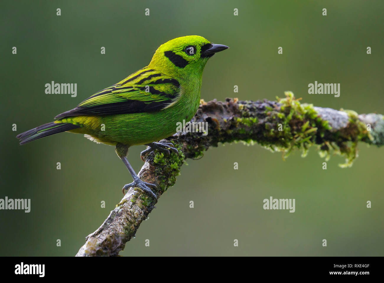 Emerald Tanager (Tangara florida) perched on a branch in Costa Rica. Stock Photo