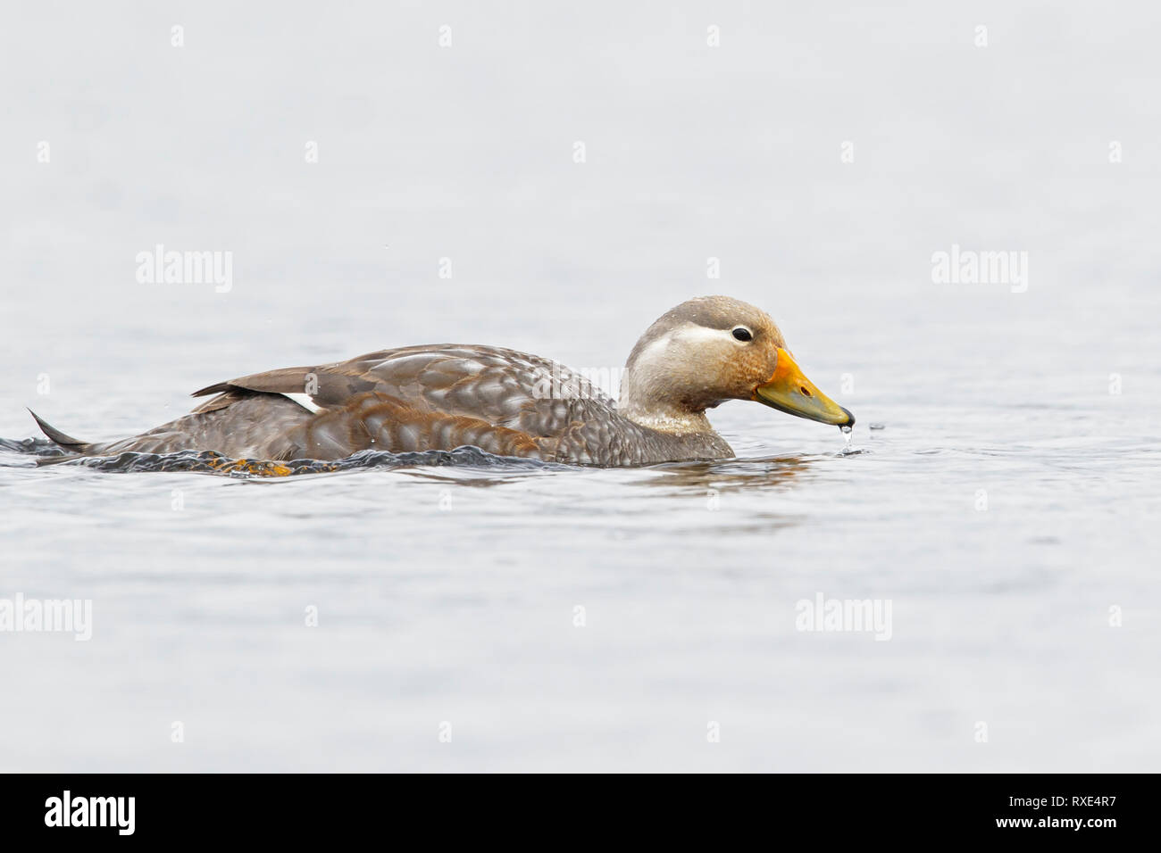Flying steamer duck hires stock photography and images Alamy