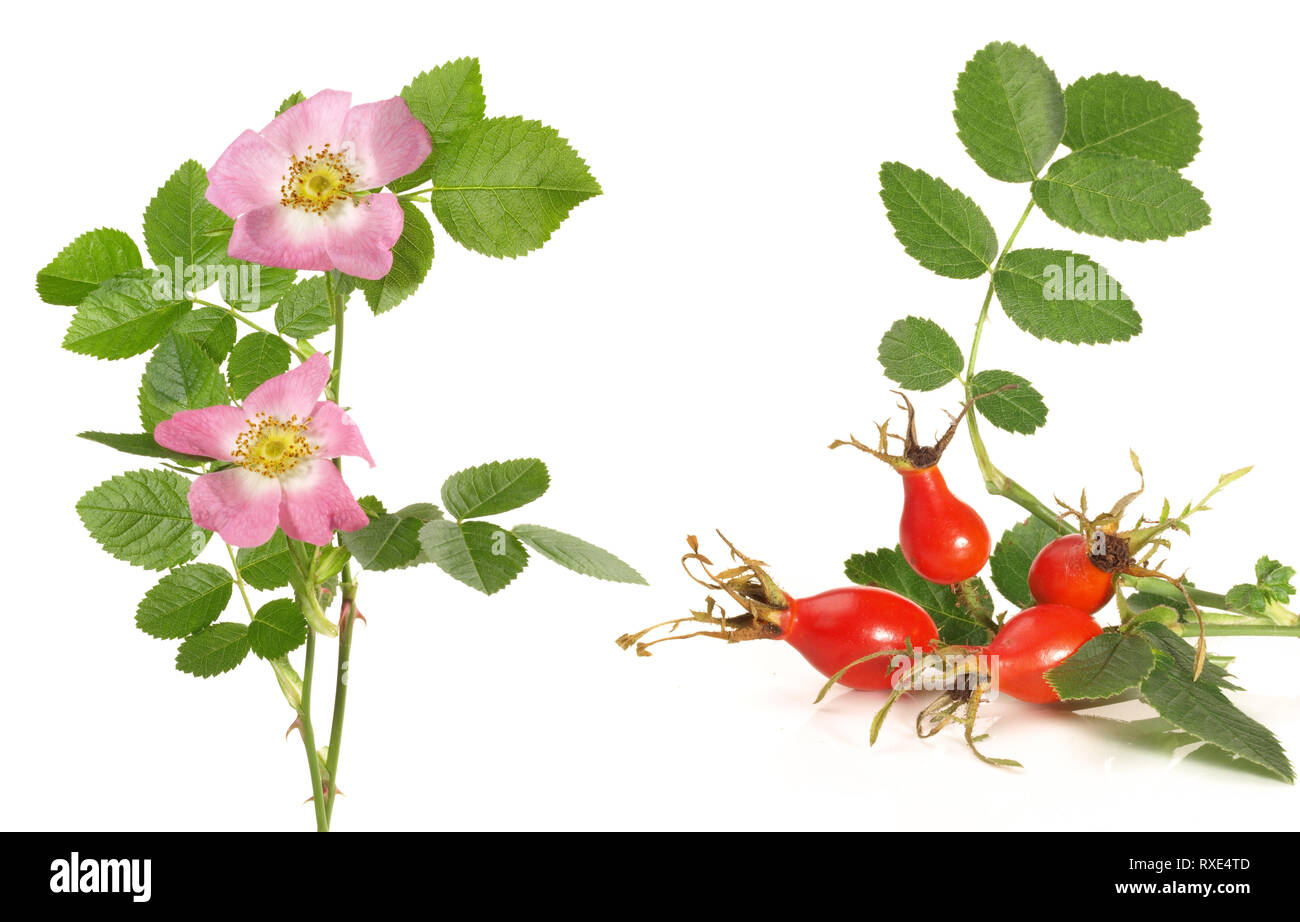 Fresh Rosehip and Blossom - Healthy Nutrition on white Background Stock Photo