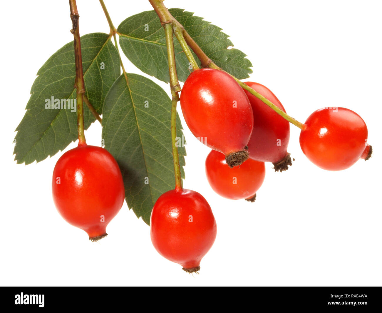 Fresh Rosehip  on white Background Stock Photo