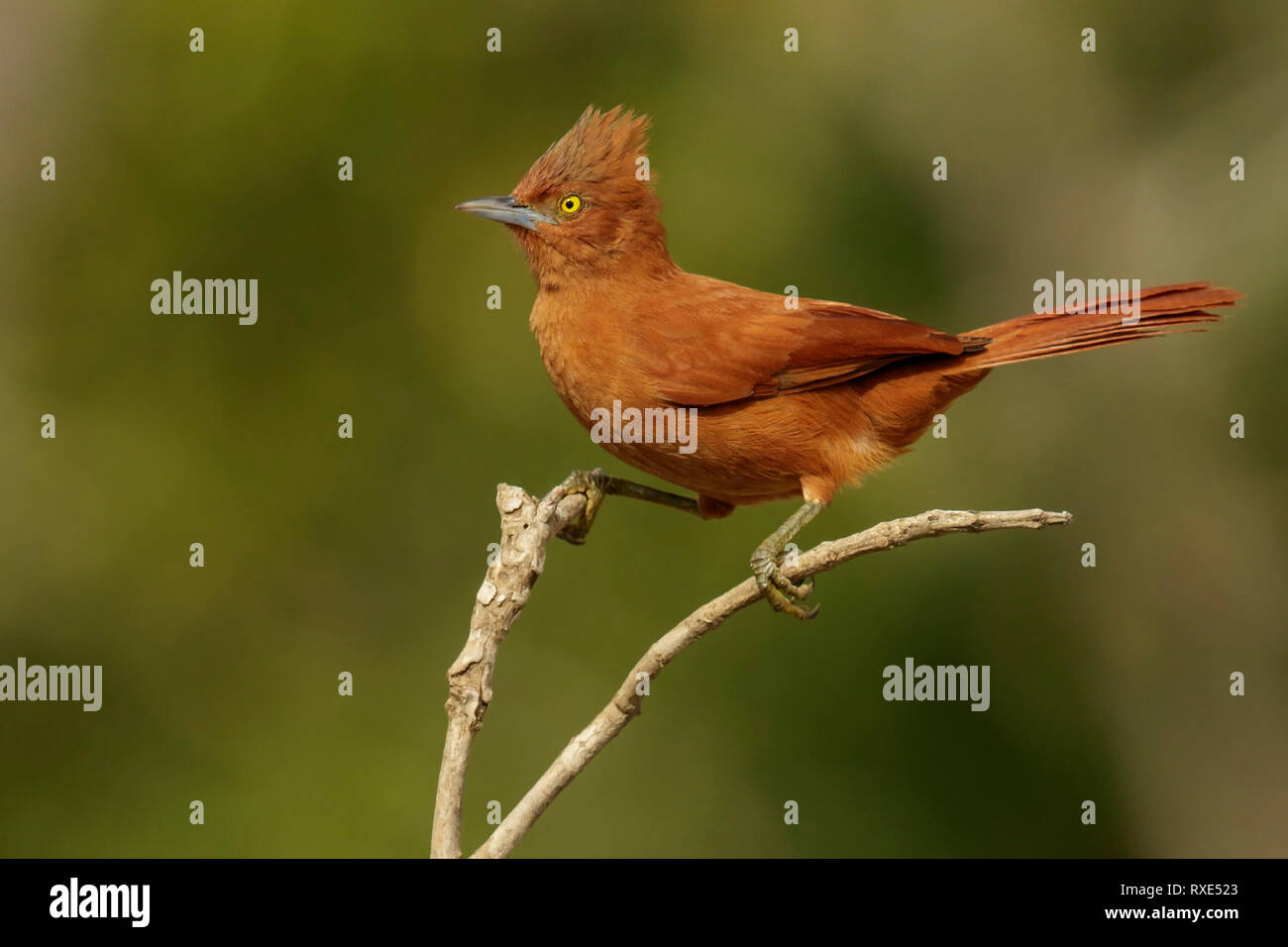 Grey-crested Cachalote (Pseudoseisura unirufa) in the Pantalal region of Brazil. Stock Photo