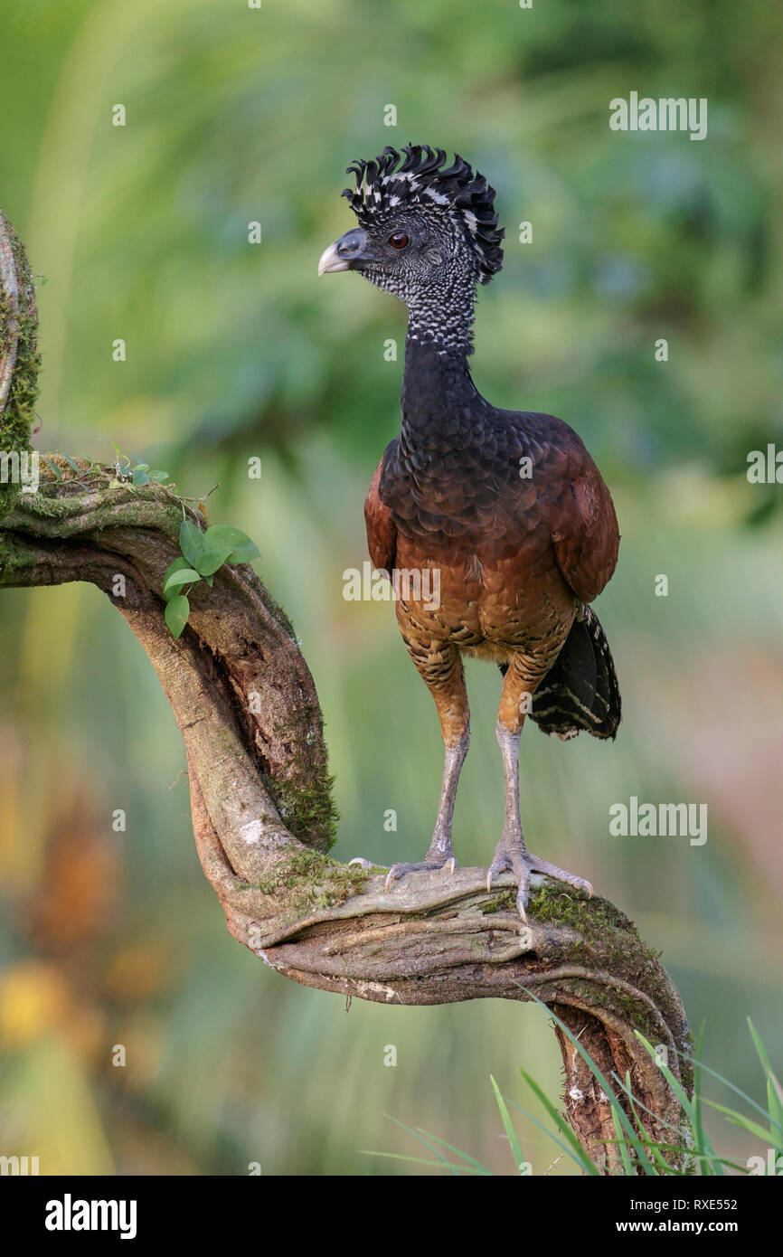 Great Curassow (Crax rubra) perched on a branch in Costa Rica. Stock Photo