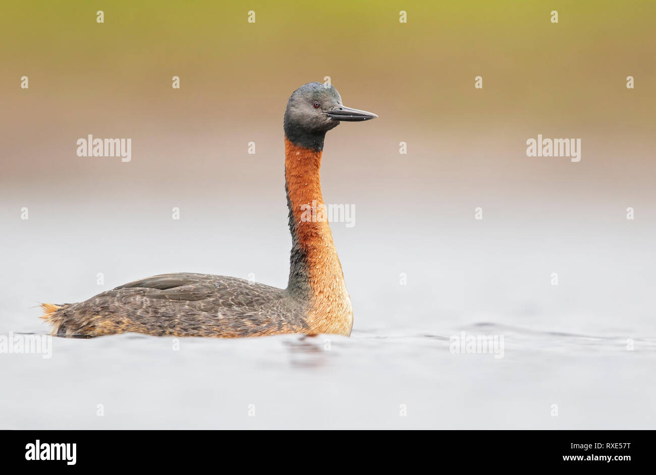 Great Grebe (Podiceps major) swimming in a small lake in Chile. Stock Photo