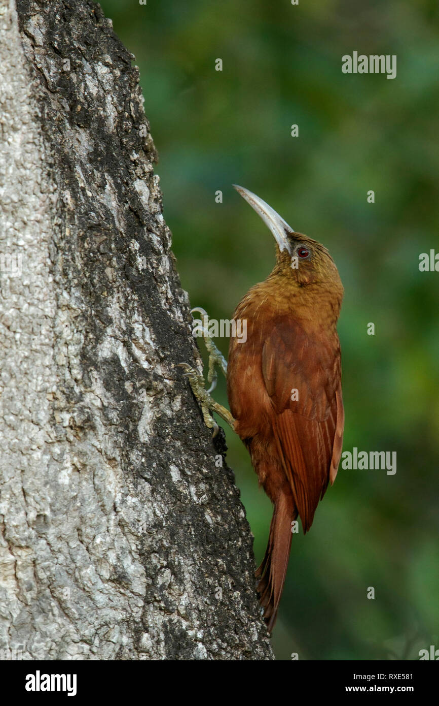 Great Rufous Woodcreeper (Xiphocolaptes major) in the Pantalal region of Brazil Stock Photo