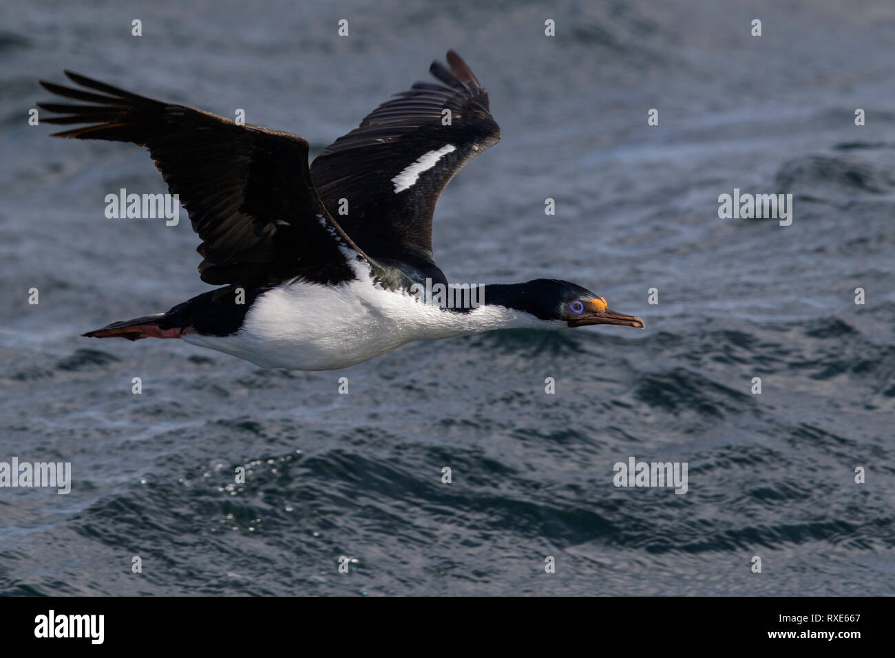 Imperial Cormorant (King) (Phalacrocorax atriceps) flying in Chile