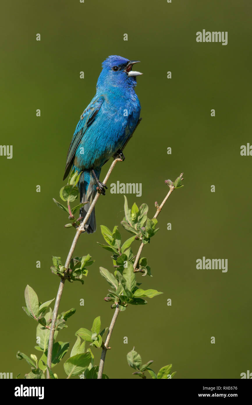 Indigo Bunting (Passerina amoena) perched on a branch in Southeastern Ontario, Canada. Stock Photo