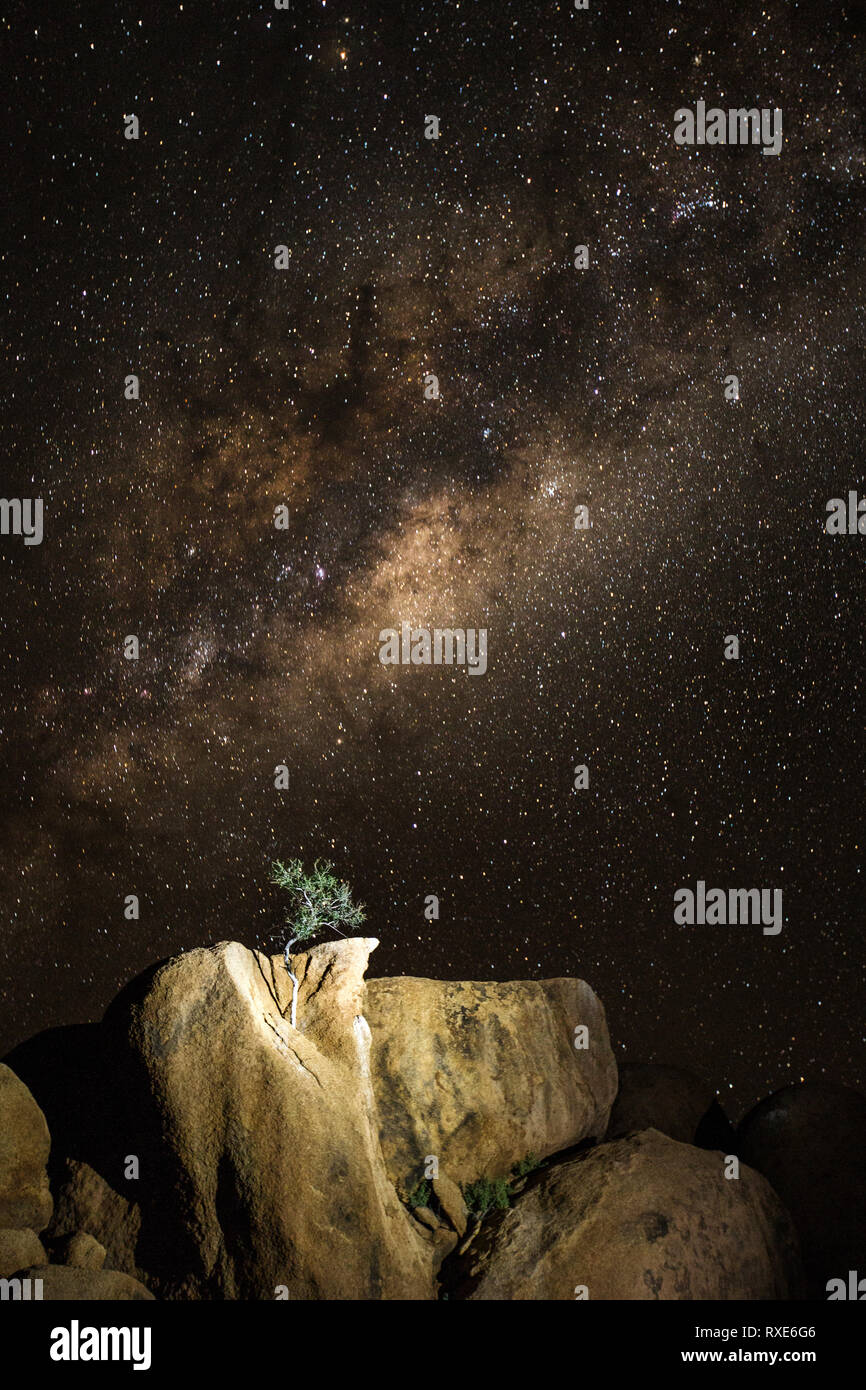 A lone tree sits under the milky way from where it grows from granite rock. Stock Photo