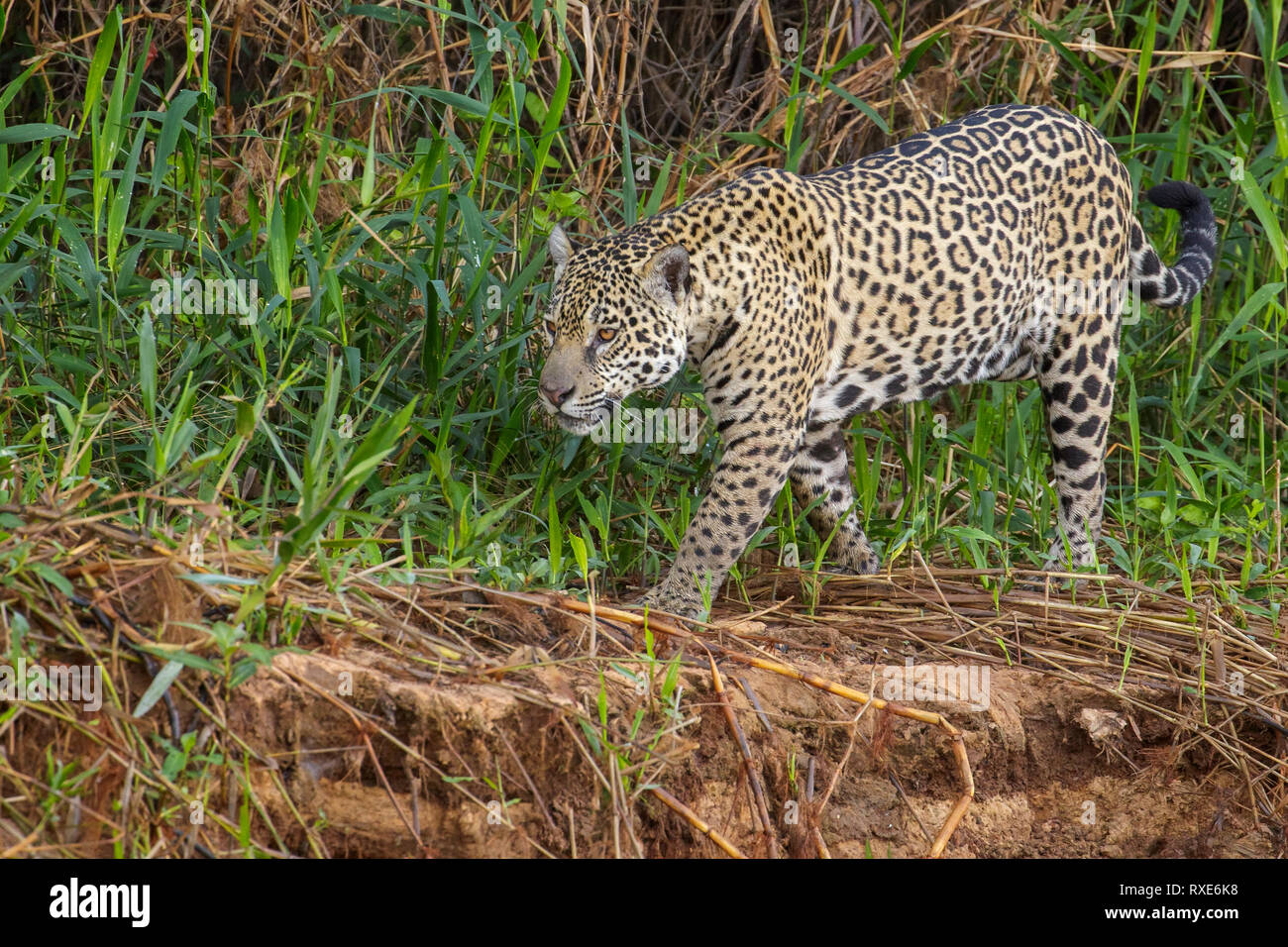 A Jaguar in the Pantalal region of Brazil. Stock Photo