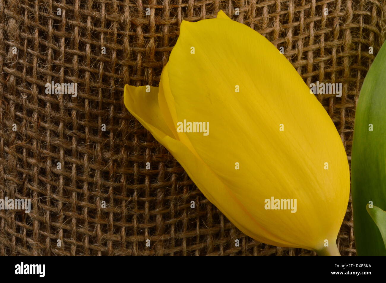 Yellow tulip spring  flower on the background of a  wicker  fiber mat Stock Photo