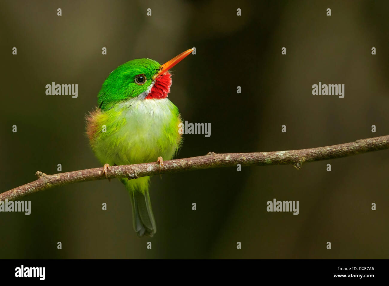 Jamaican Tody (Todus todus) perched on a branch in Jamaica in the Caribbean. Stock Photo