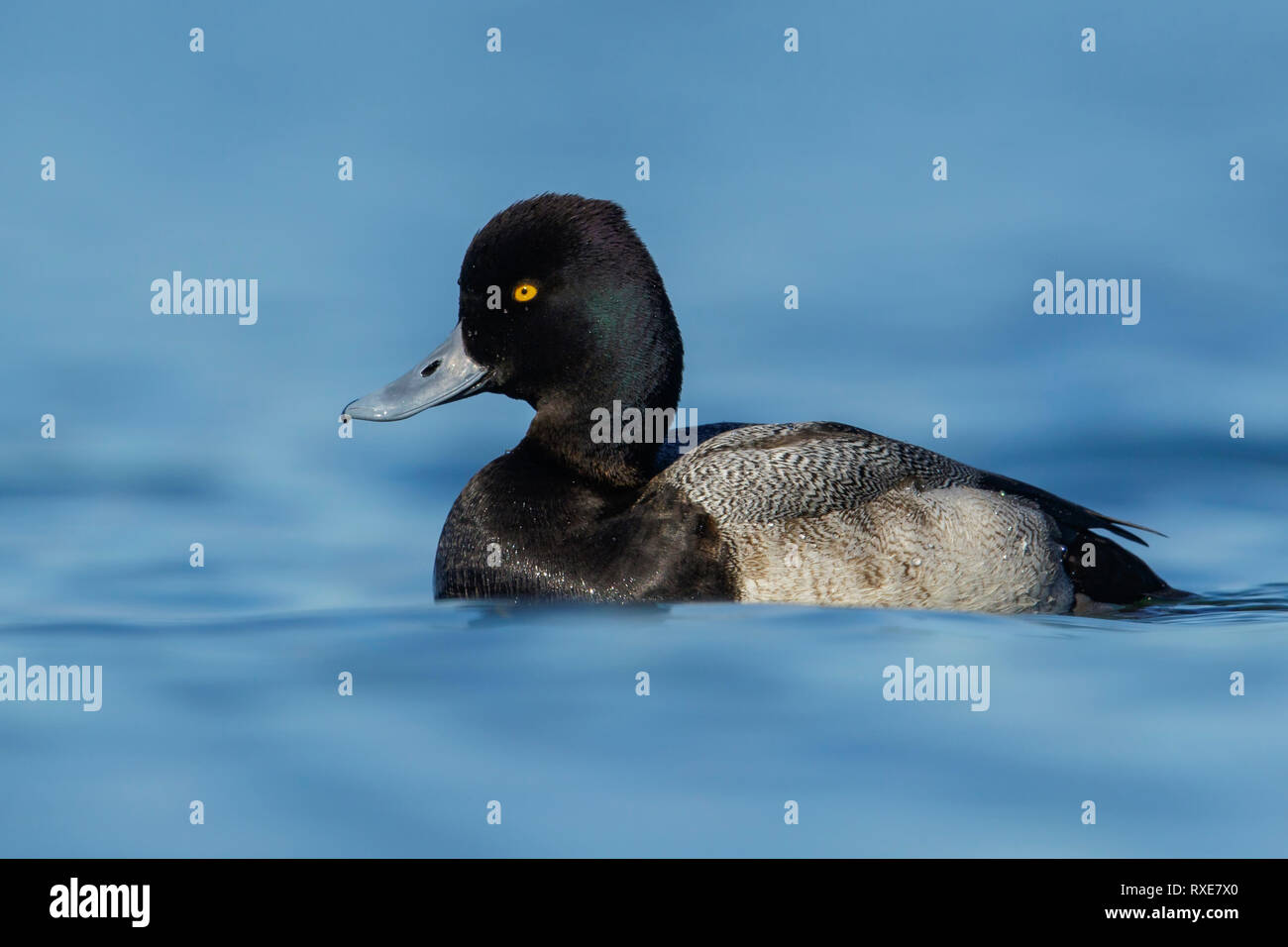 Lesser Scaup (Aythya affinis) in the ocean near Victoria, British Columbia, Canada. Stock Photo