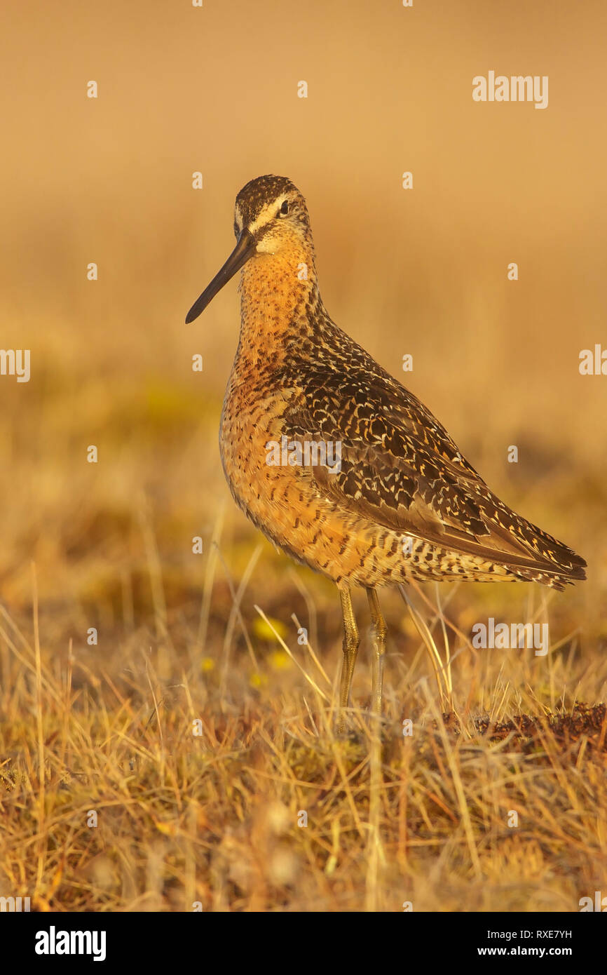 Short-billed Dowitcher (Limnodromus griseus) on the tundra in Northern Alaska. Stock Photo