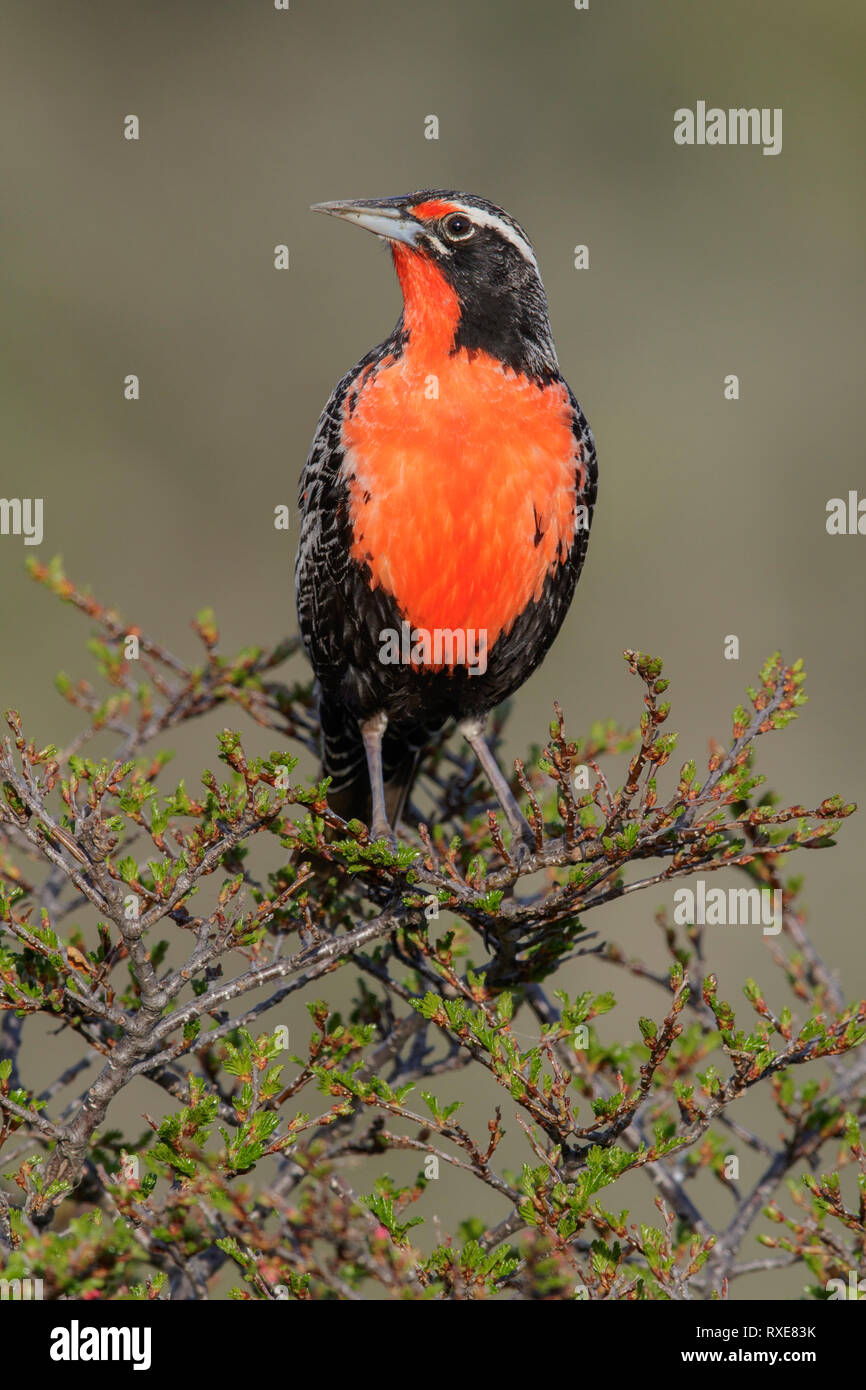 Long-tailed Meadowlark (Sturnella loyca) perched on a branch in Chile. Stock Photo