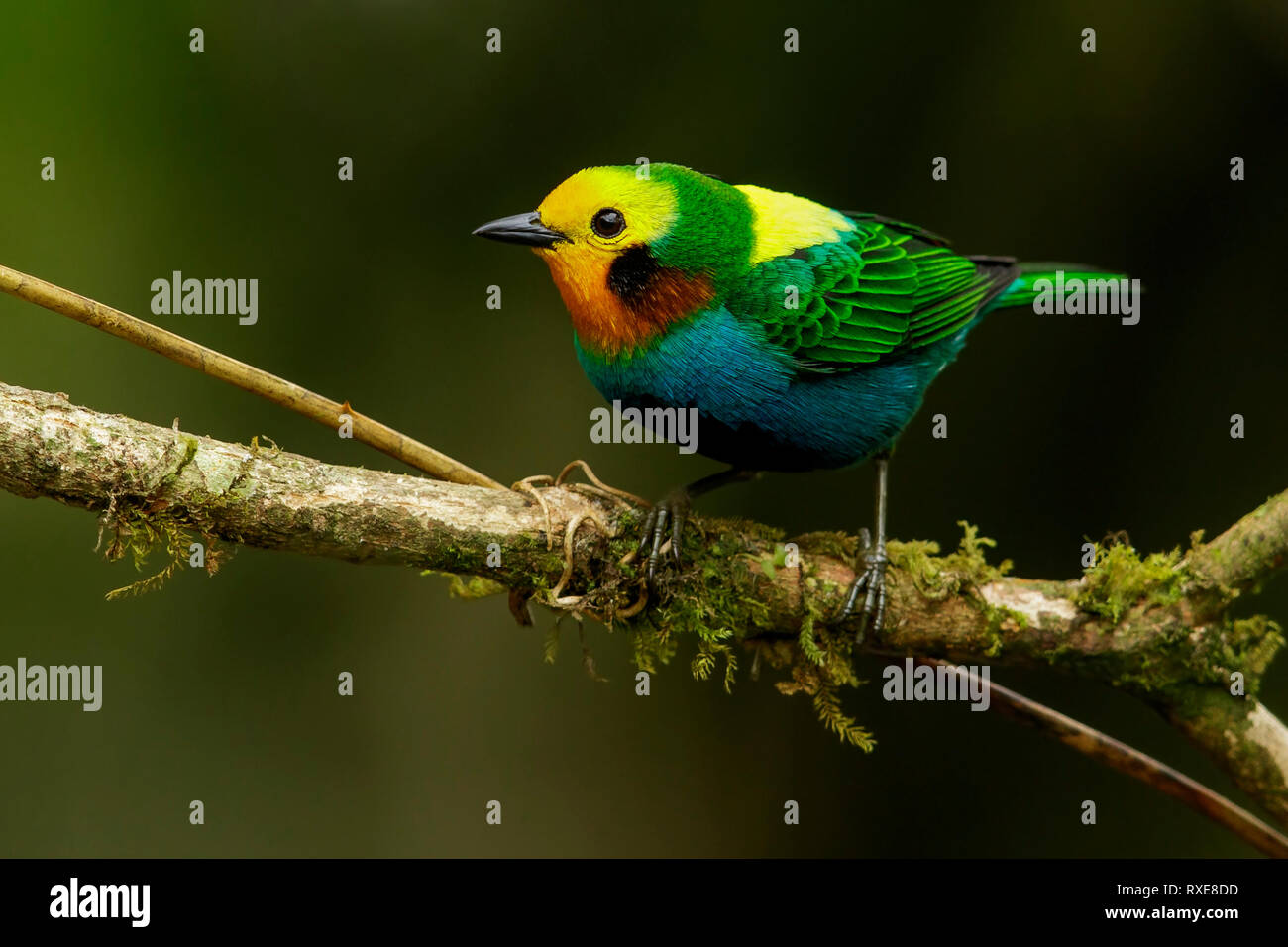 Multicolored Tanager (Chlorochrysa nitidissima) perched on a branch in the Andes mountains of Colombia. Stock Photo