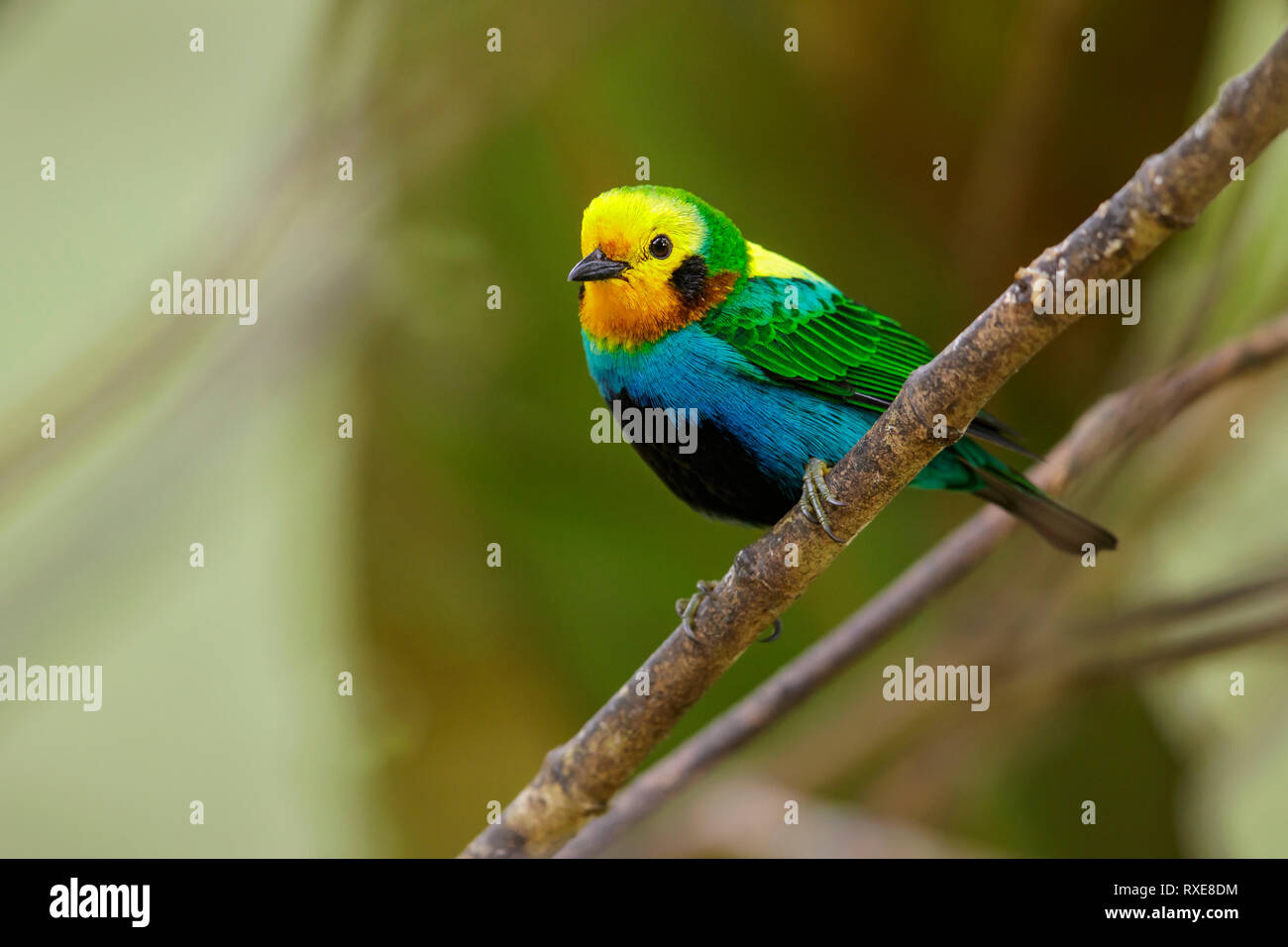 Multicolored Tanager (Chlorochrysa nitidissima) perched on a branch in the Andes mountains of Colombia. Stock Photo