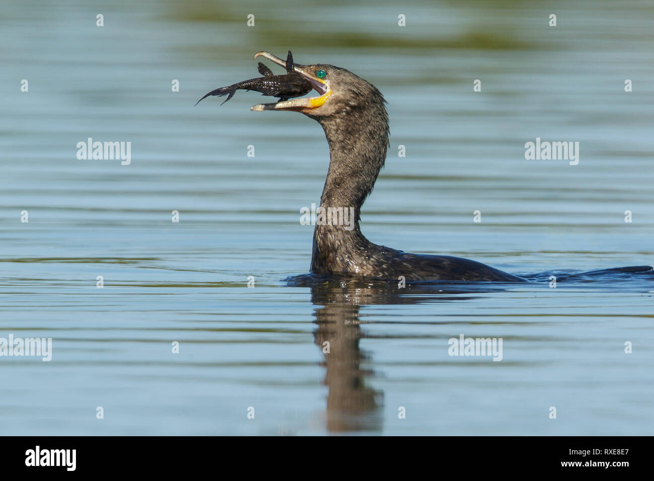 Neotropical Cormorant (Phalacrocorax brasilianus) in the Pantalal region of Brazil. Stock Photo