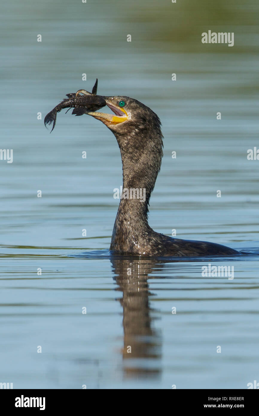 Neotropical Cormorant (Phalacrocorax brasilianus) in the Pantalal region of Brazil. Stock Photo