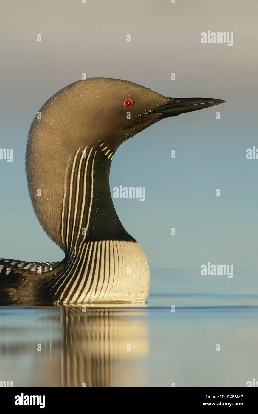 Pacific Loon (Gavia pacifica) feeding on a small pond on the tundra in Northern Alaska. Stock Photo