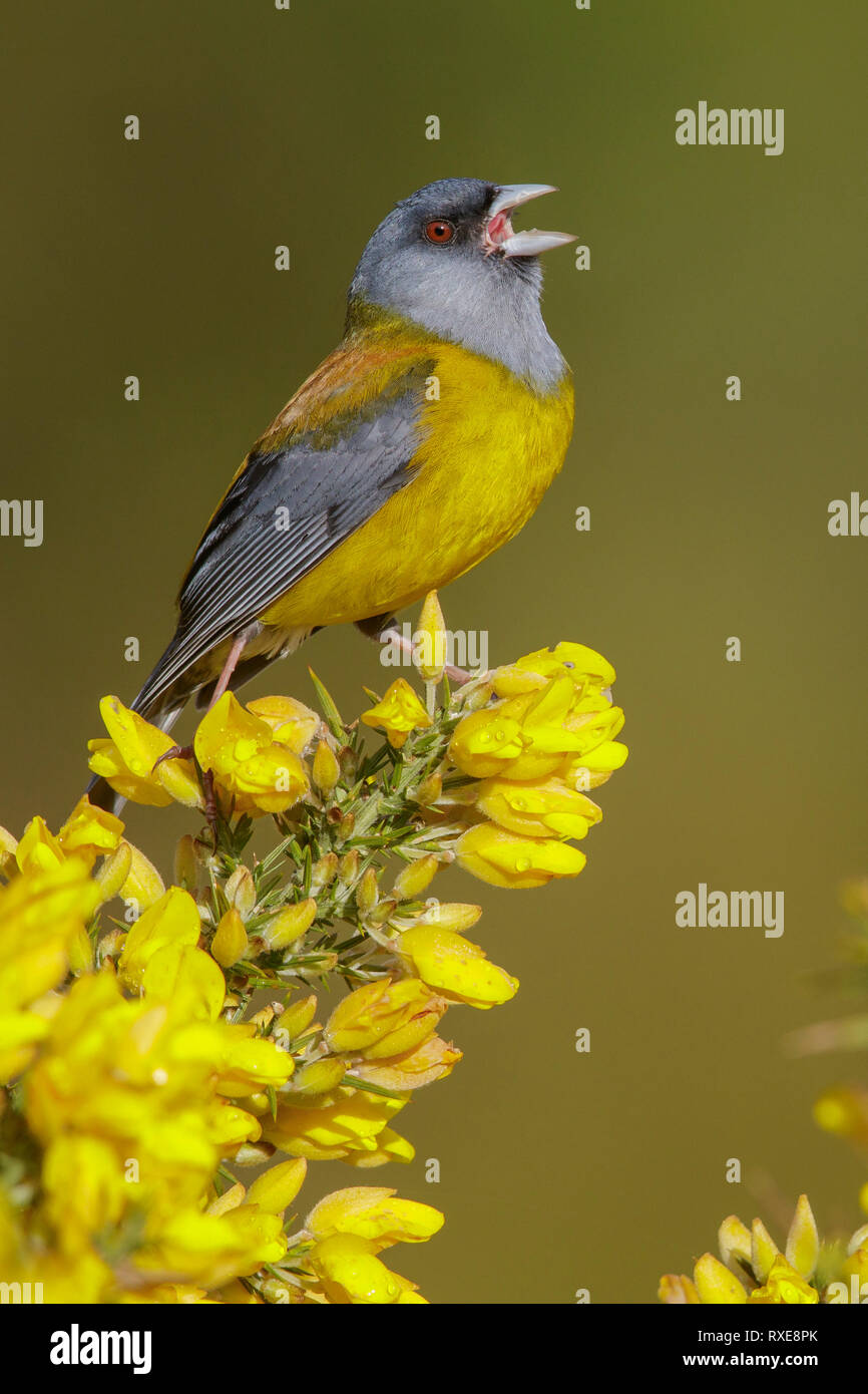 Patagonian Sierra-Finch (Phrygilus patagonicus) perched on a branch in Chile. Stock Photo