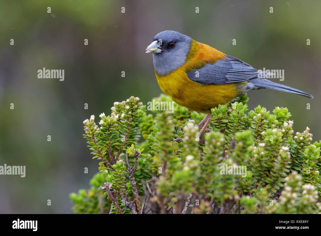 Patagonian sierra finch phrygilus patagonicus hires stock photography