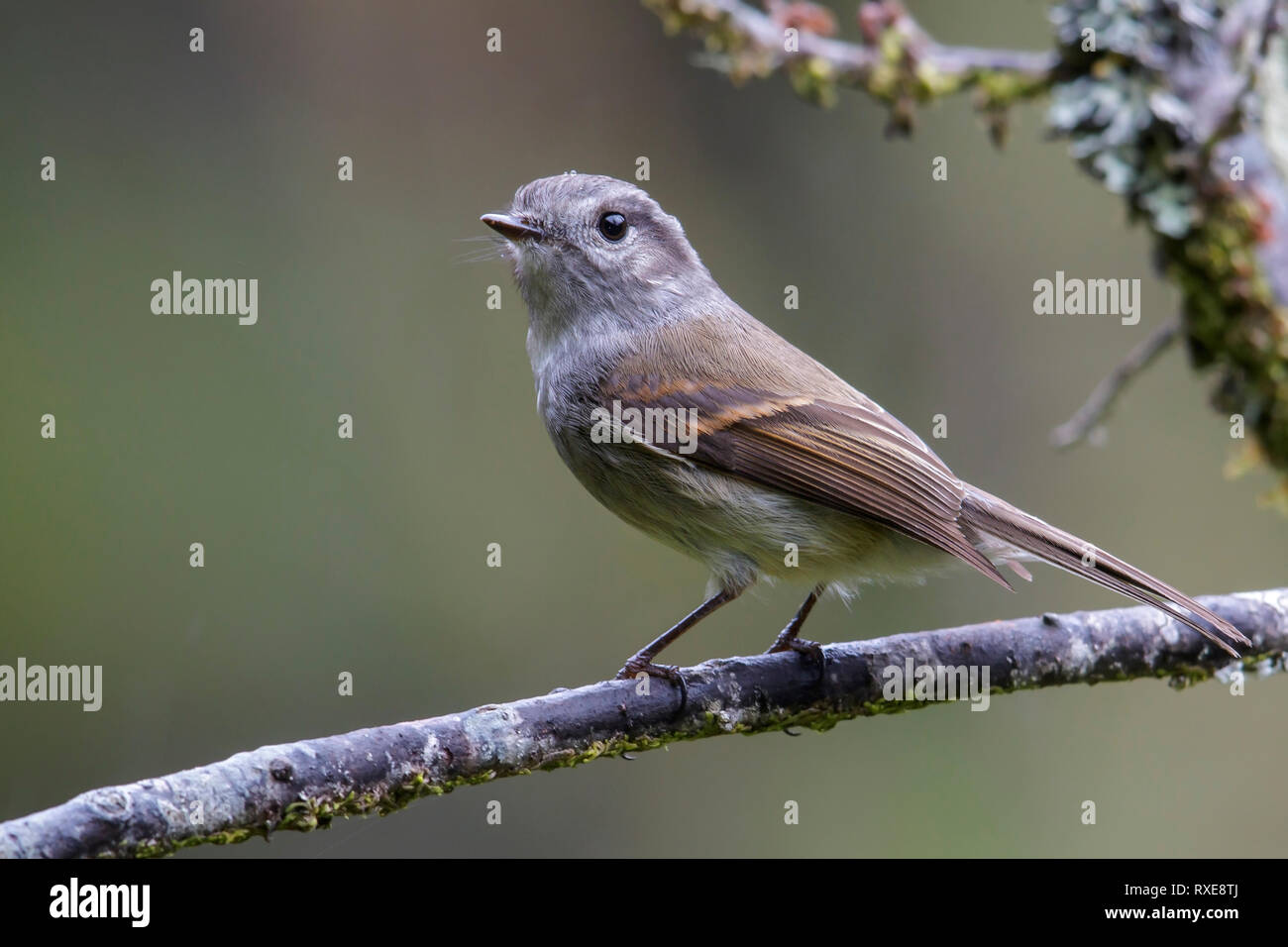 Patagonian Tyrant (Colorhamphus parvirostris) perched on a branch in Chile. Stock Photo