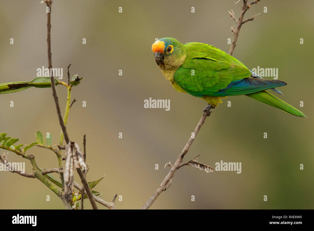 Peach-fronted Parakeet (Eupsittula aurea) in the Pantalal region of Brazil Stock Photo