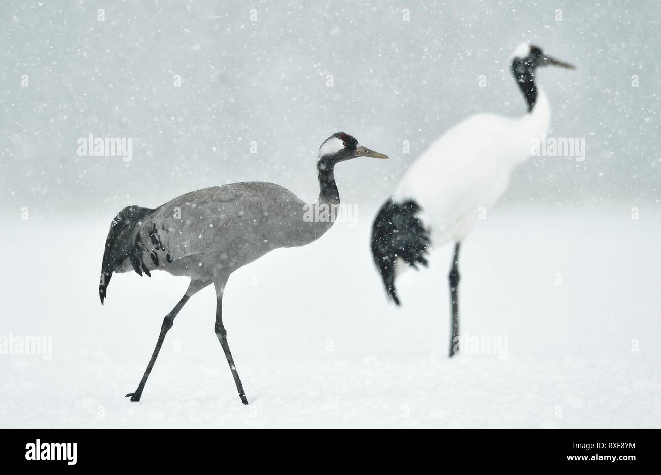 The red-crowned cranes and Eurasian crane. Scientific name: Grus japonensis, also called the Japanese or Manchurian crane, is a large East Asian Crane Stock Photo