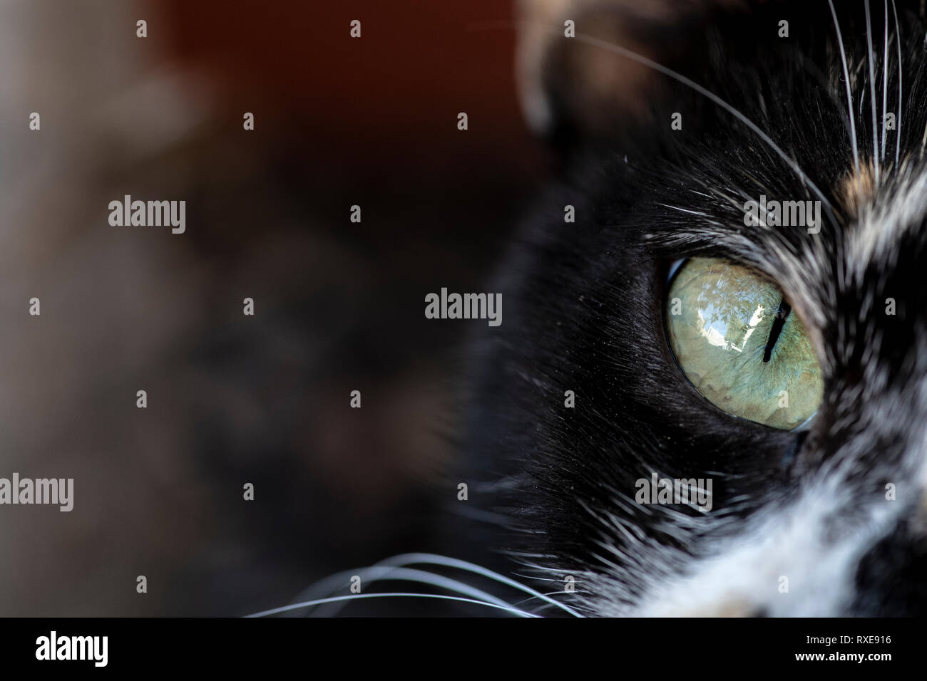 Cat eye Macro showing the vertical pupil and iris Stock Photo Alamy