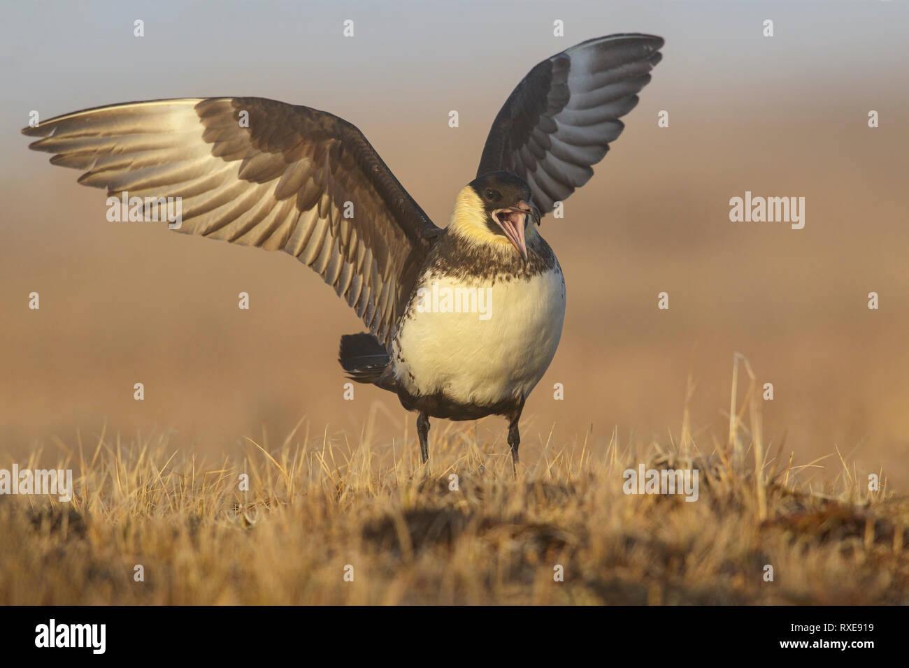 Pomarine Jaeger (Stercorarius pomarinus) on the tundra in Northern Alaska. Stock Photo