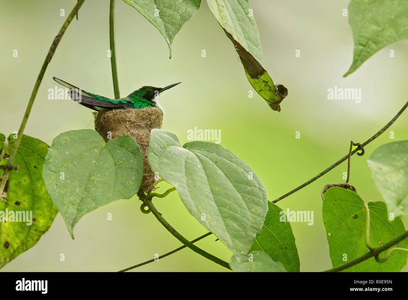 Purple-crowned Fairy (Heliothryx barroti) perched on a branch in the Andes mountains of Colombia. Stock Photo