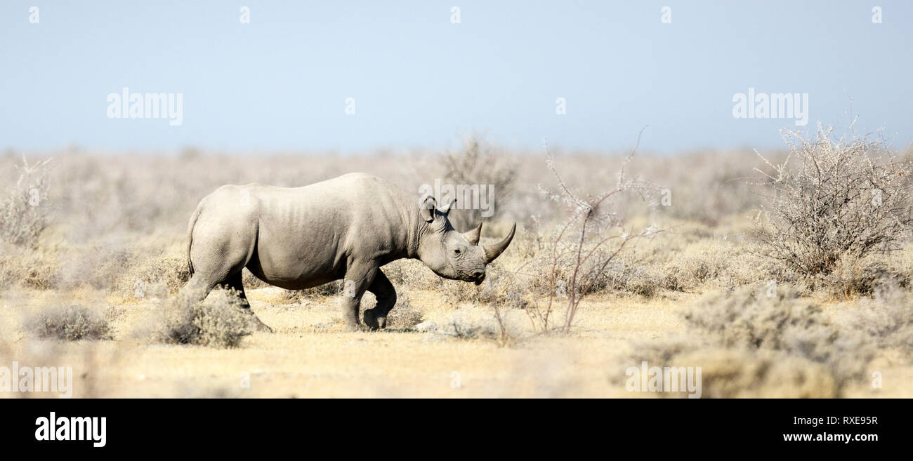 A black Rhino in Etosha, National Park, Namibia. Stock Photo