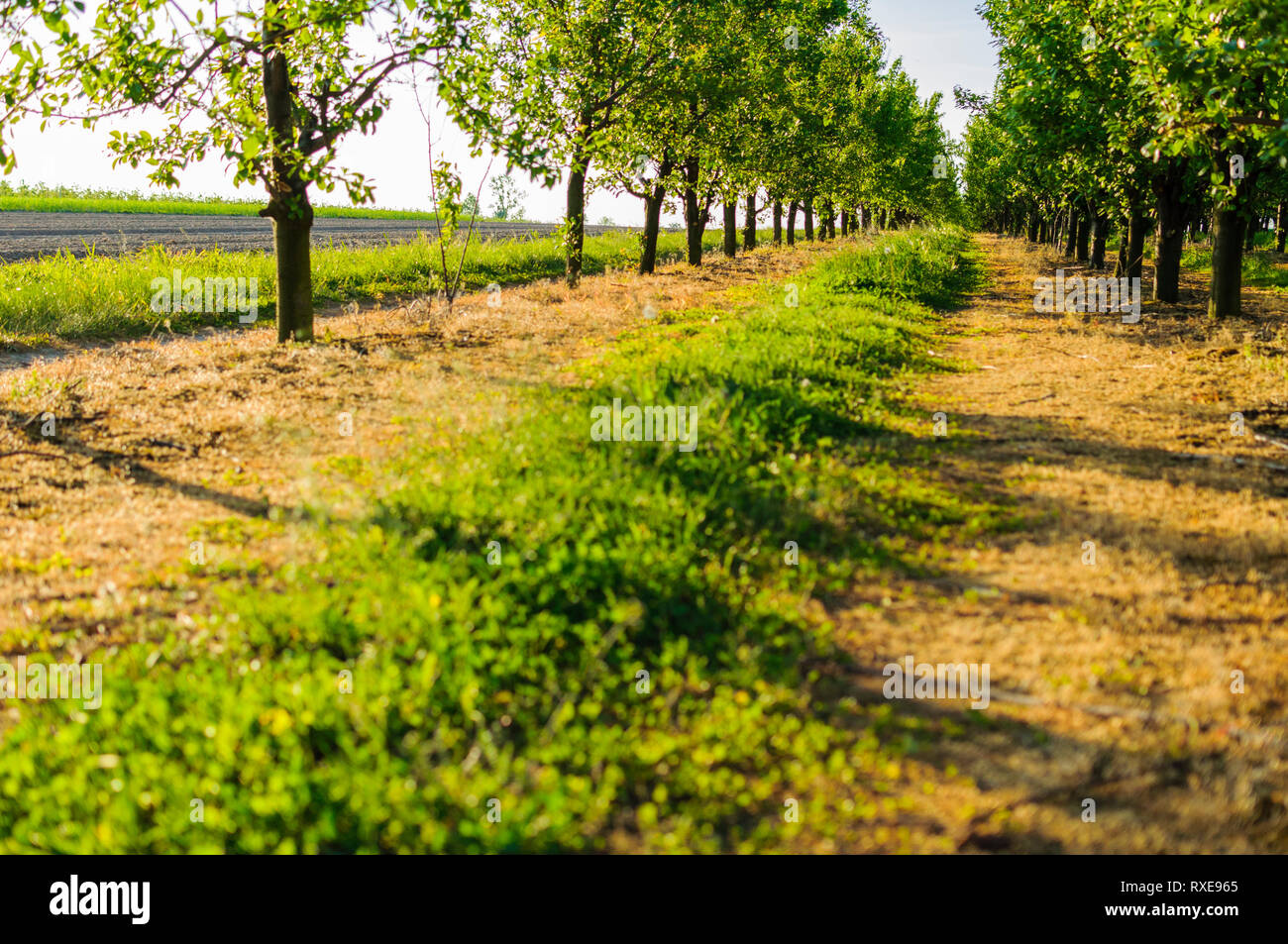 View from grass line on beautiful village orchard with fruit trees and ...