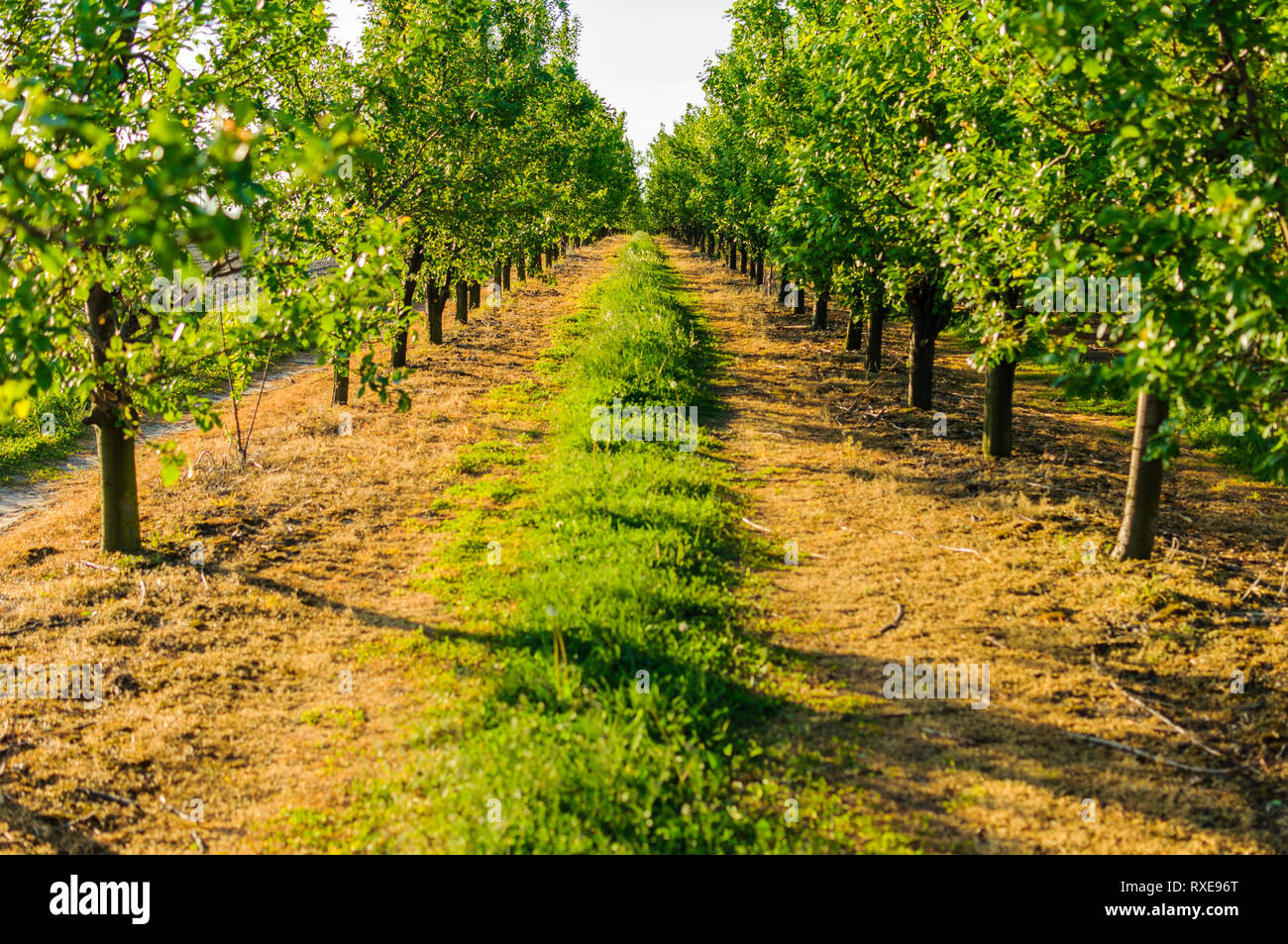 Symmetric view on endless country road between fruit trees lines in