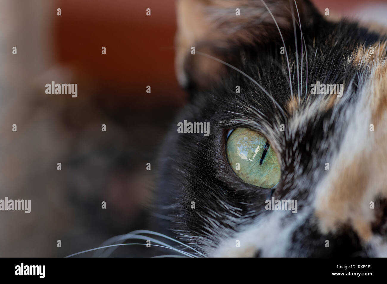 Cat eye Macro showing the vertical pupil and iris Stock Photo Alamy