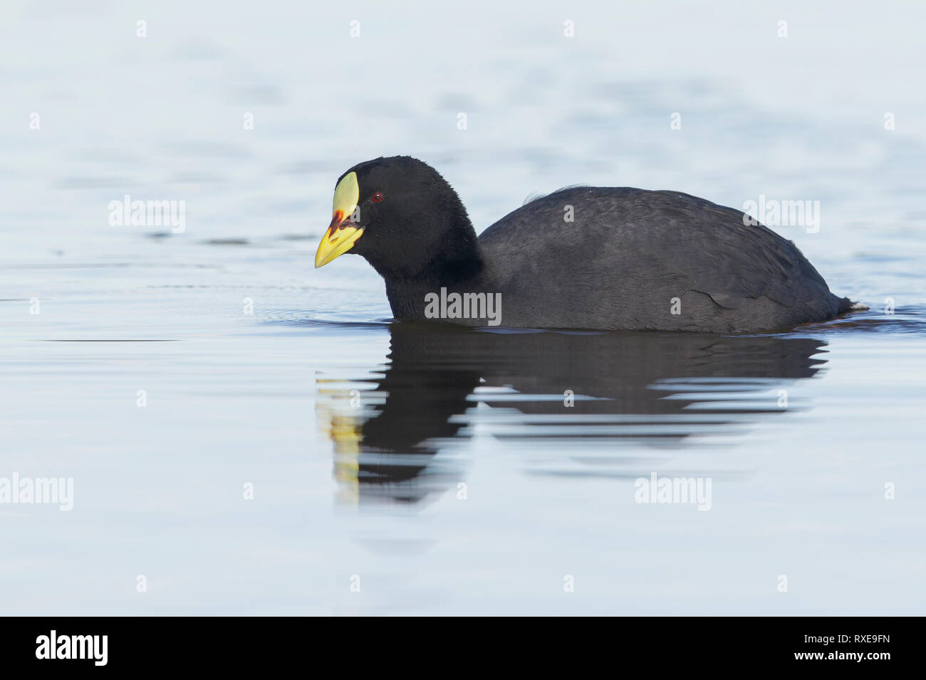 Red-gartered Coot (Fulica armillata) swimming in a small lake in Chile. Stock Photo